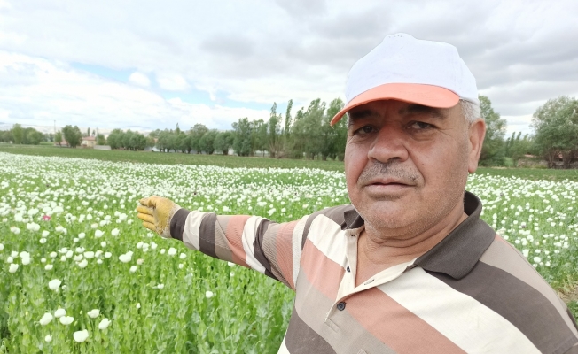 (ÖZEL) Afyonkarahisar’ın haşhaş tarlaları beyaz gelinliğine büründü