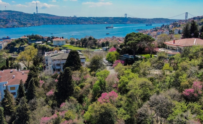 İstanbul’da erguvan zamanı