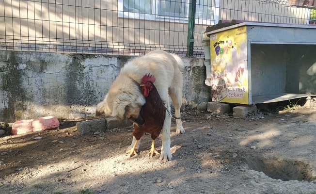 Köpek ve horozun arkadaşlığı görenleri gülümsetiyor