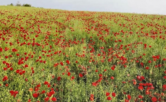 (Özel) Tekirdağ’da tarlalar kırmızıya boyandı