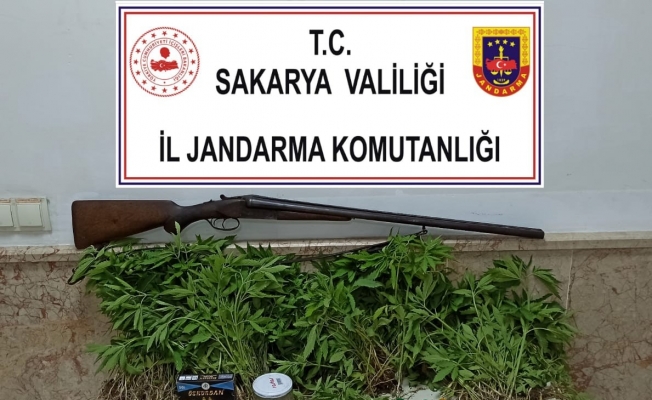 Sakarya’da ‘Yasadışı Kenevir’ operasyonu