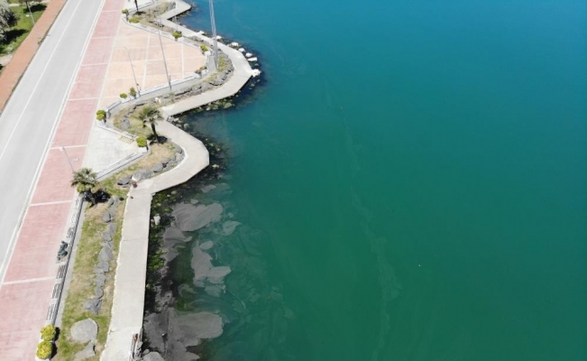 Samsun Limanı’ndaki tabakanın ‘deniz salyası’ olduğu kesinleşti