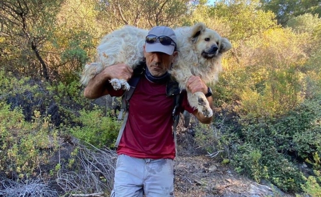 Sarp arazide mahsur kalan Dırdır ekipler tarafından kurtarıldı