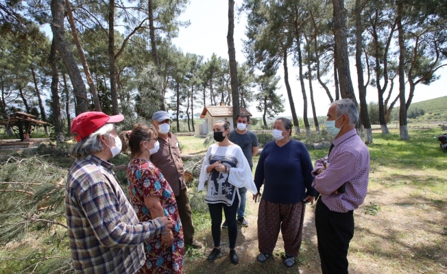 Selçuk’ta ağaçların kesilmesini belediye başkanı durdurdu