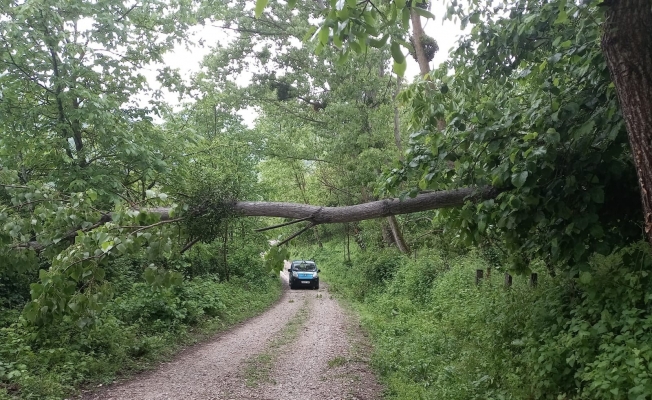 Sinop’ta yıkılan ağaç yolu kapattı