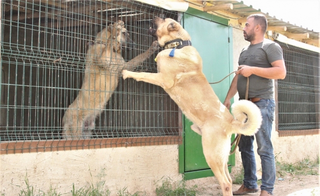 Sivas’ın ünlü kangal köpeğini Karaman’da yetiştiriyor