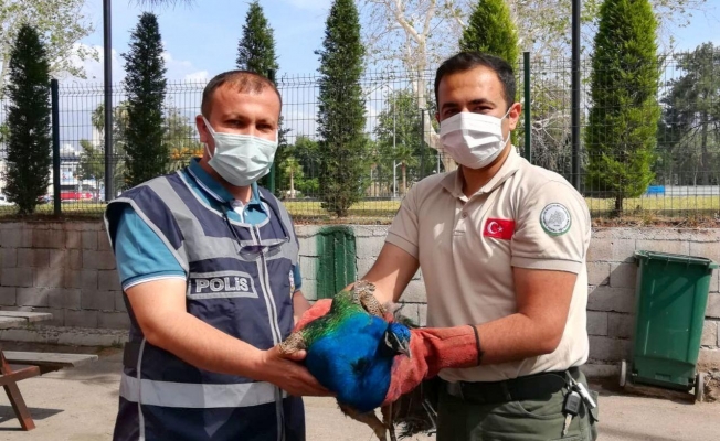 Tavus kuşu çalan hırsızlar yakalandı