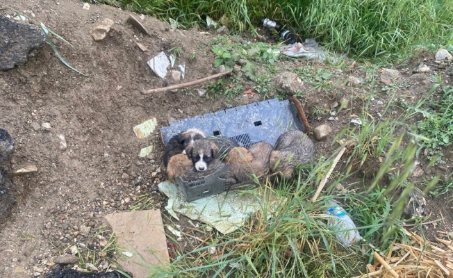 Yavru köpekler bakıma alındı