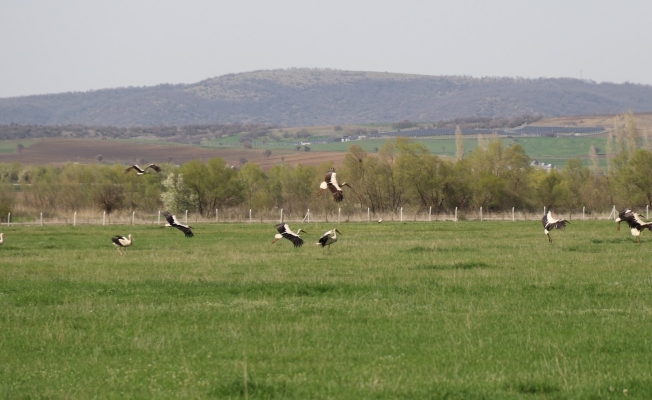 Yazın müjdecisi leylekler objektiflere poz verdi