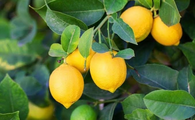 Alanya’da yetişen limonun kilosu 120 TL oldu 