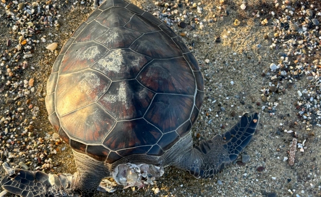 Alanya’da vahşet! kafası kopmuş halde bulundu