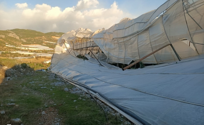 Alanya’da zarar gören üretici için devreye girildi