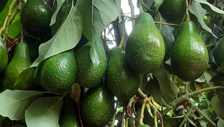 Alanya’da kiloyla satışa geçit yok!