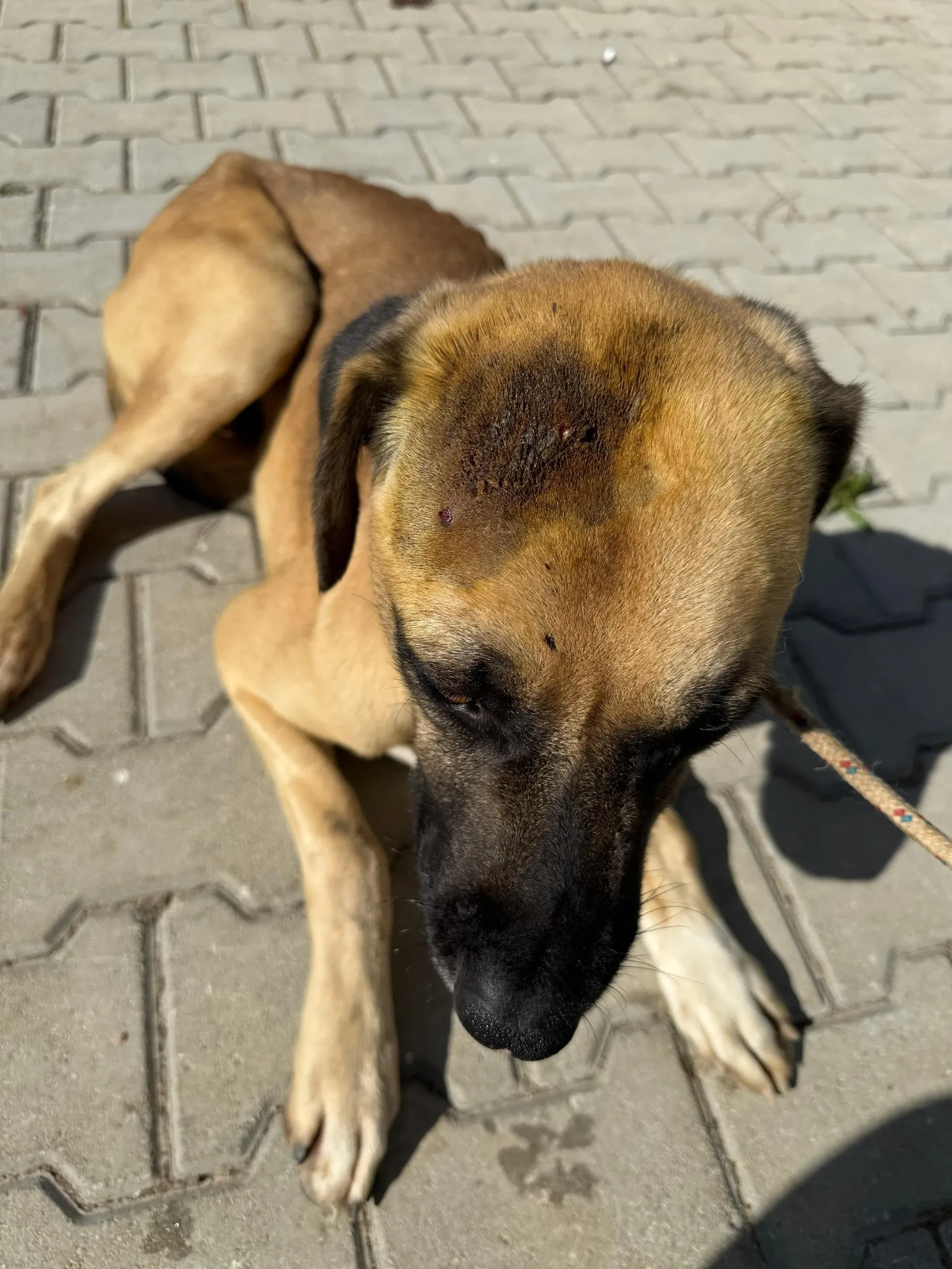 Kirpi saldırısına uğrayan köpeğe belediye sahip çıktı