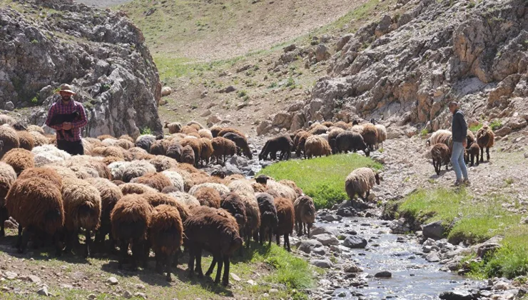 Alanya’da çobanların zorlu GÖÇÜ BAŞLADI