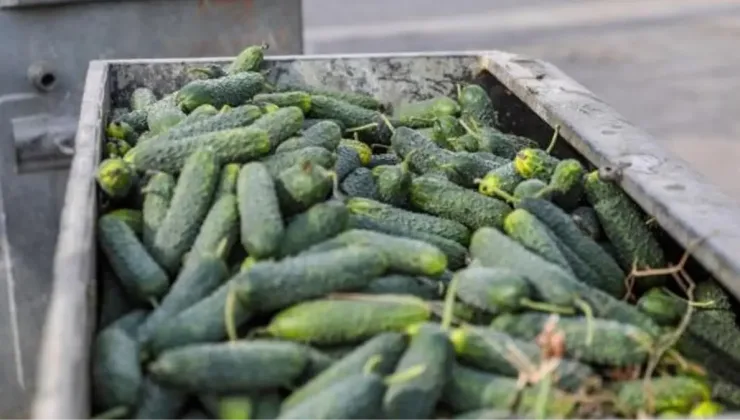 Payallar Mahallesi'nde tonlarca salatalık çöpe döküldü