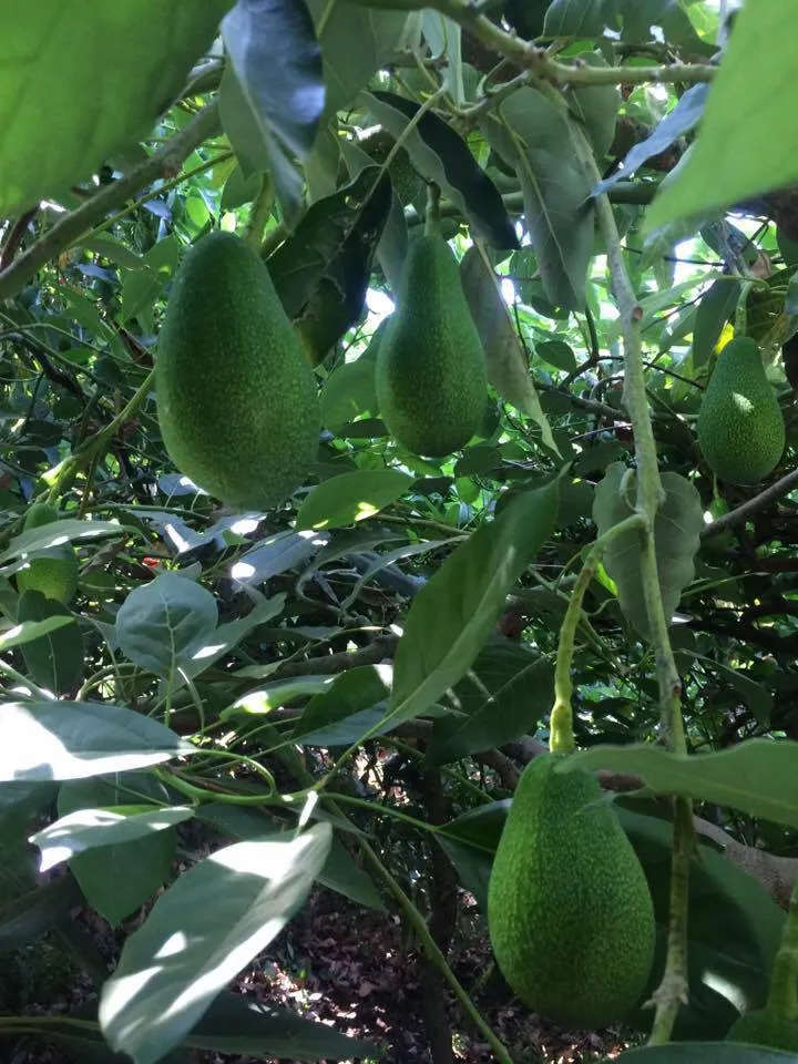 Alanya’da çok sevilen avokadoyu şimdi Adana da sevmeye başladı