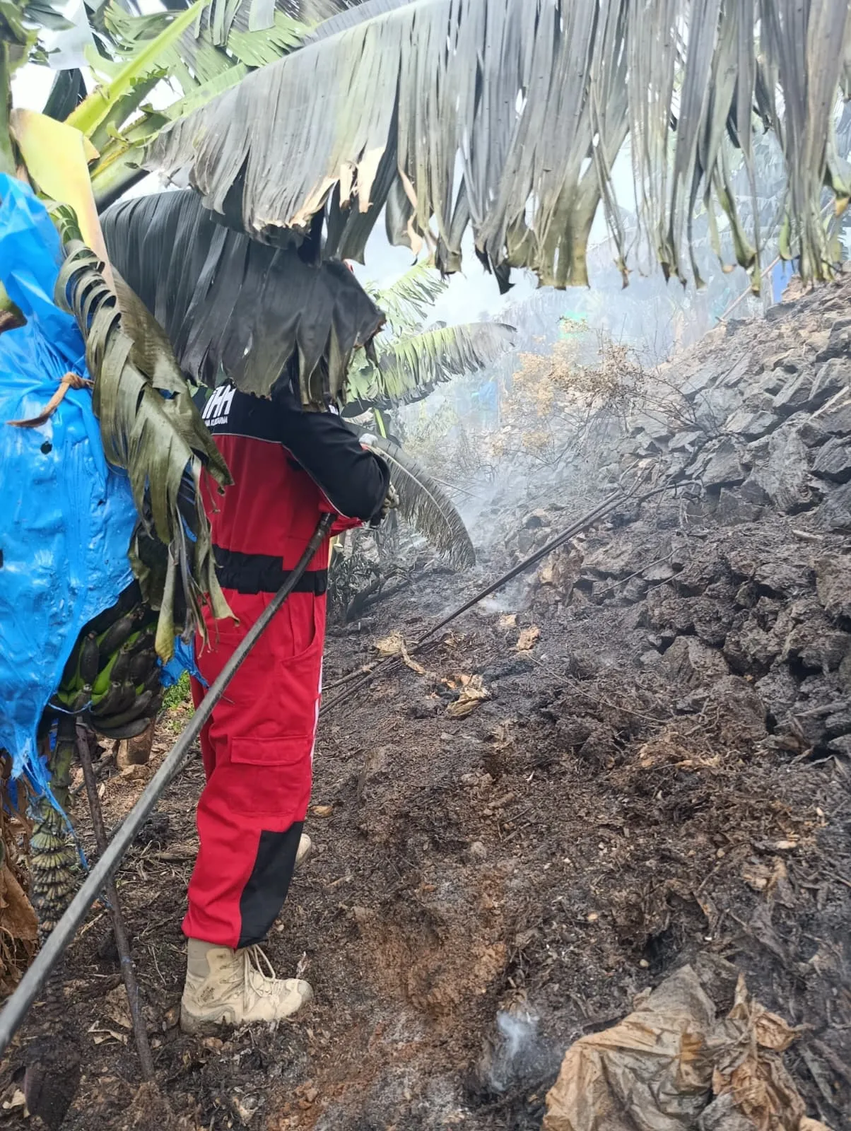Gazipaşa'da çıkan orman yangınında muz seraları zarar gördü
