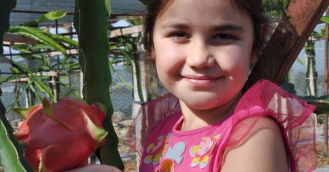  Gazipaşa'da ilk kez 'Ejder Meyvesi' yetiştirildi