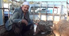  Hayvan hırsızları yakalandı