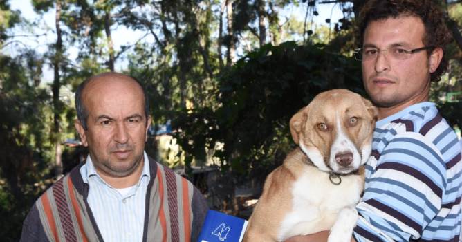 Sokak hayvanları sahiplendiriliyor