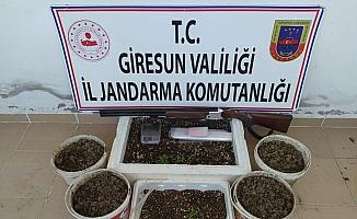 Giresun’da 198 kök kenevir bitkisi ele geçirildi